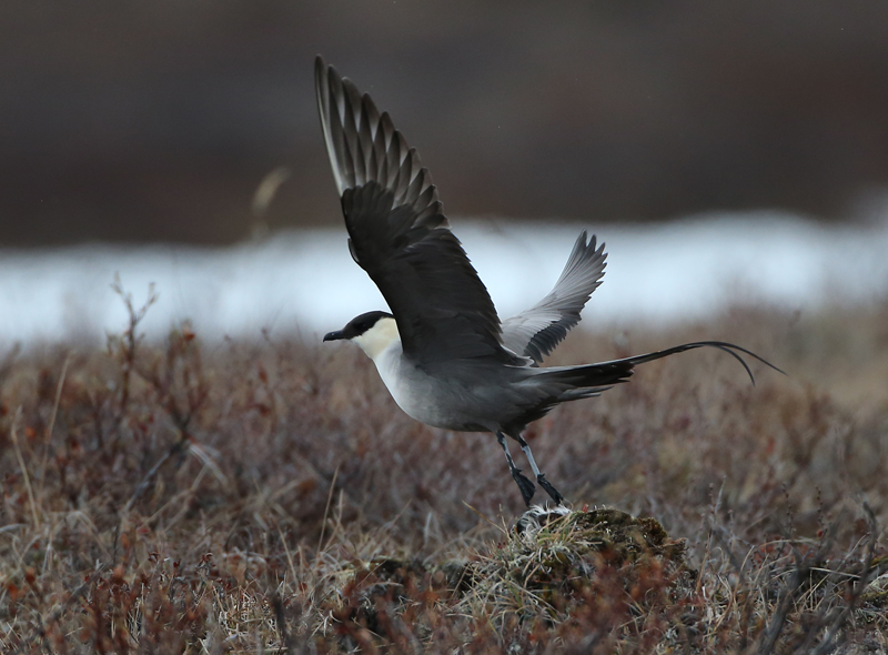 Long-tailed Jaeger