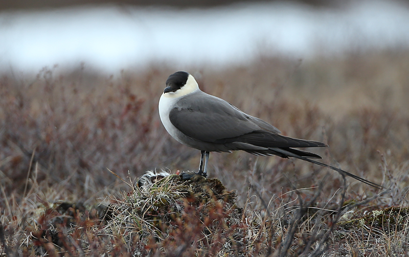 Long-tailed Jaeger