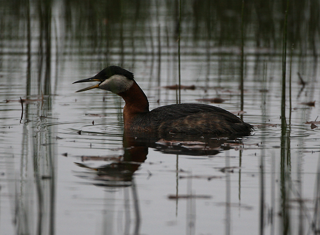 Red-necked Grebe