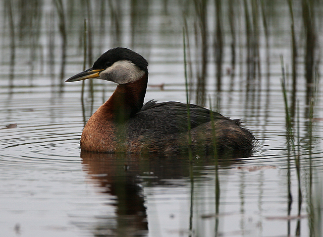 Red-necked Grebe