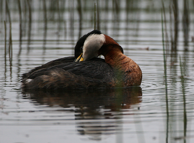 Red-necked Grebe