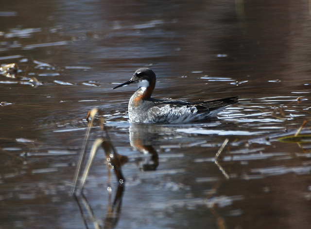 Red-necked Phalarope