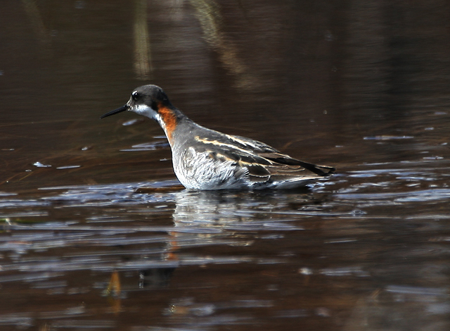 Red-necked Phalarope