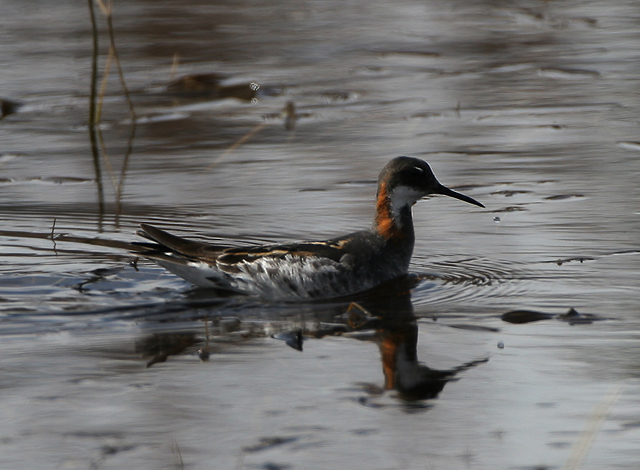 Red-necked Phalarope