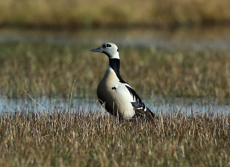 Steller Eider