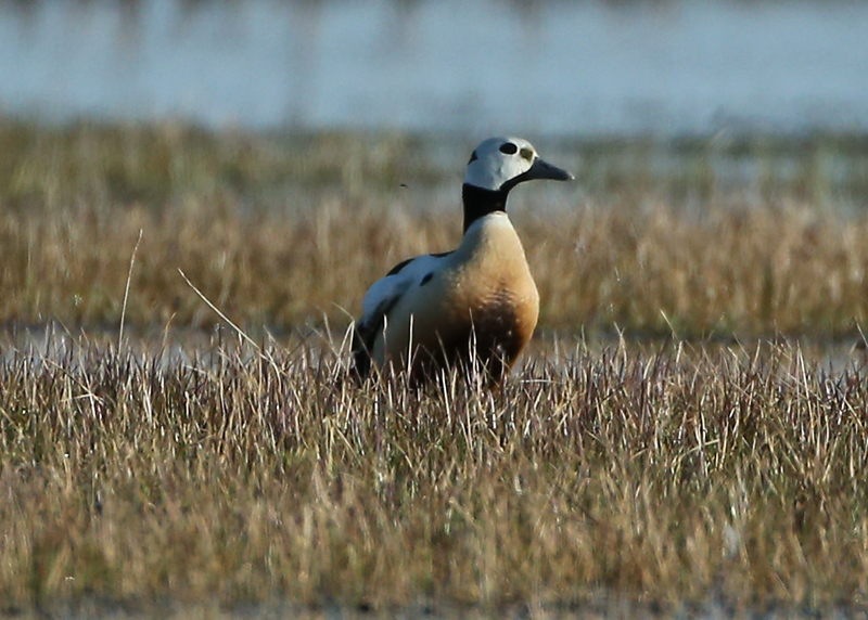 Steller Eider