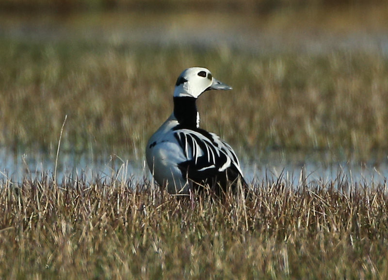 Steller Eider