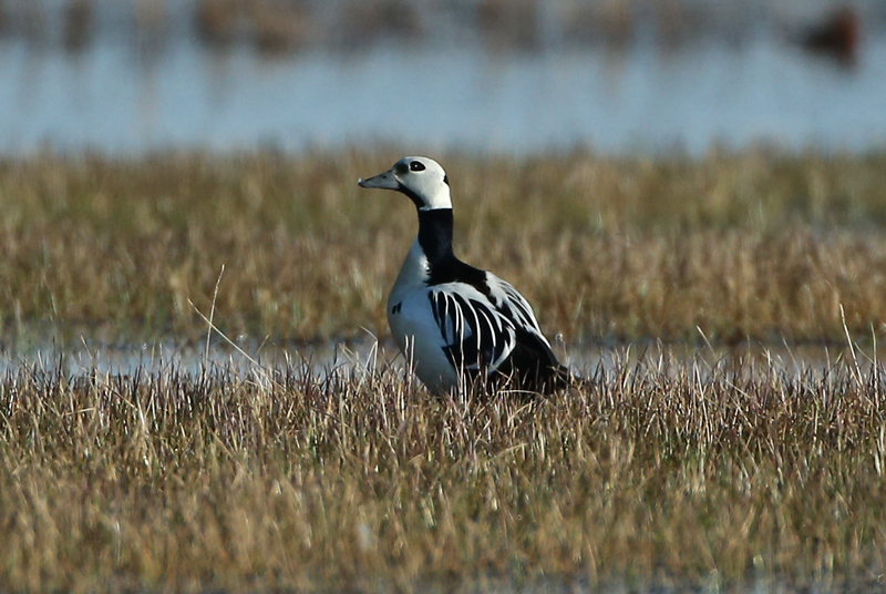 Steller Eider