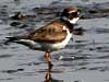 Common-ringed Plover