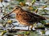 Common Snipe