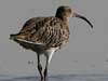 Eurasian Curlew