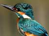 Eurasian Kingfisher