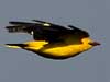 Golden Oriole