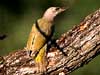 Grey-Headed Woodpecker