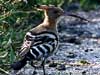 Hoopoe