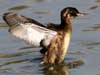 Little Grebe