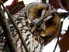 Long-Eared Owl