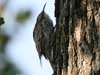 Short-Toed Treecreeper