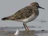 Temmincks Stint