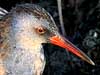 Water Rail