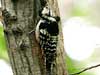 White-backed Woodpecker