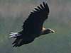 White-Tailed Eagle