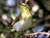 Wood Warbler